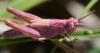 264859 – Photo : Christian Berquer – France (50)